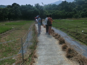 Copy of paddyfield_action1_CIMG5005