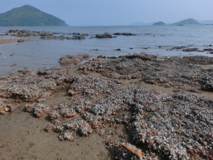 Copy of sea3_CIMG4988