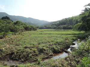 irrigation