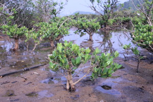 mangrove