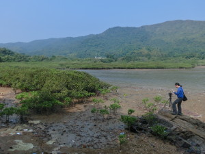 mangrove_action2_CIMG4978