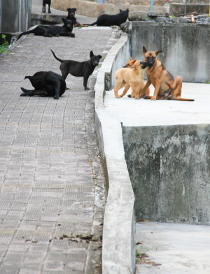 site 2 (cow_dog)