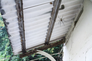 site 3 spider