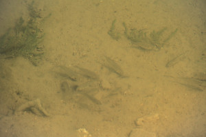 site 4 (fish)