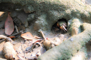 site 5 (crab)