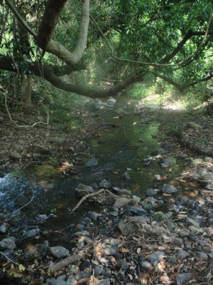 stream3_CIMG5039