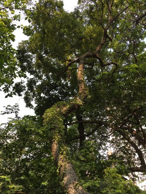 Lai Ka Long_10718024_assignsubmission_file_Vegetation (Bowen)